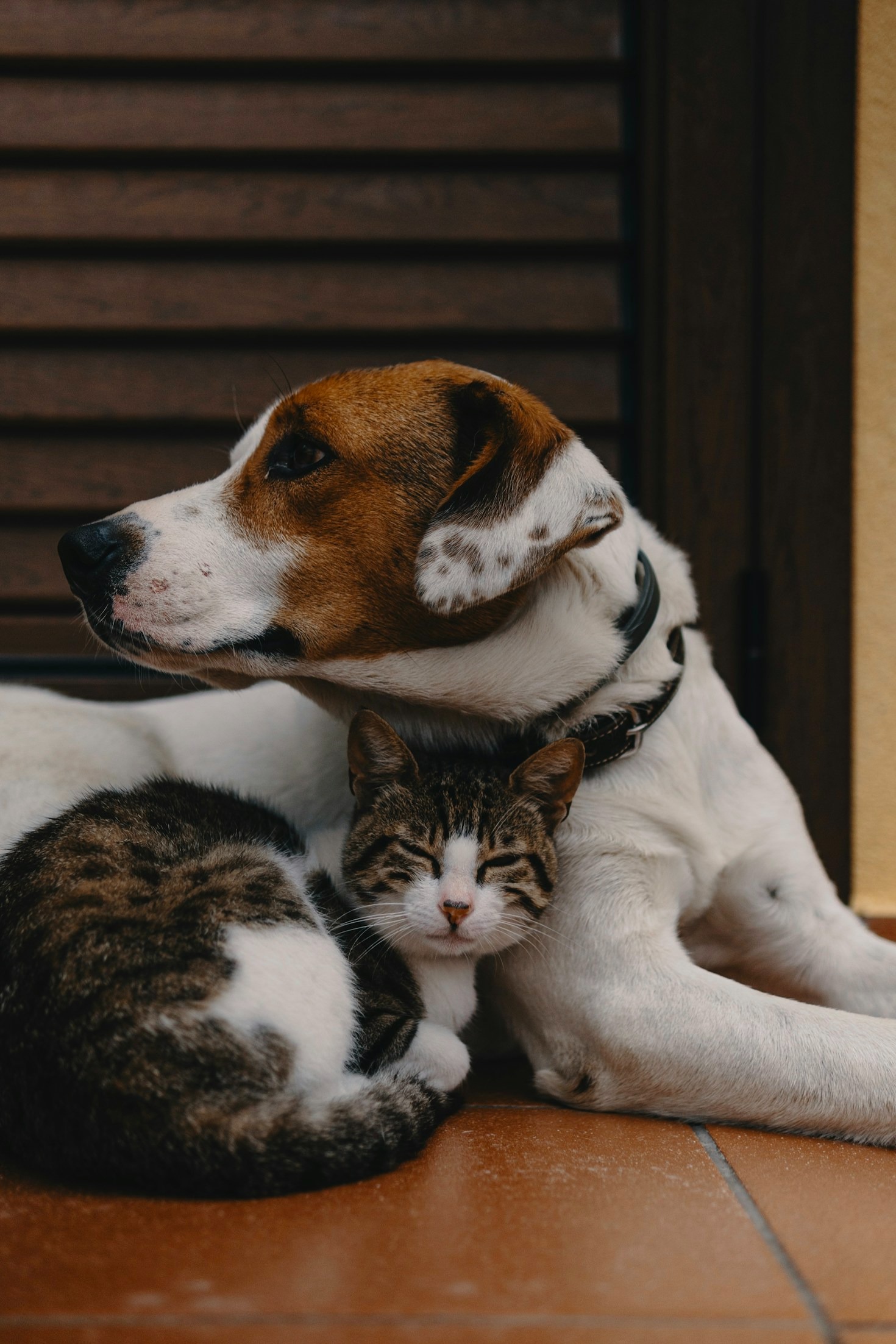How Nestia Vet Group Transforms Veterinary Practices