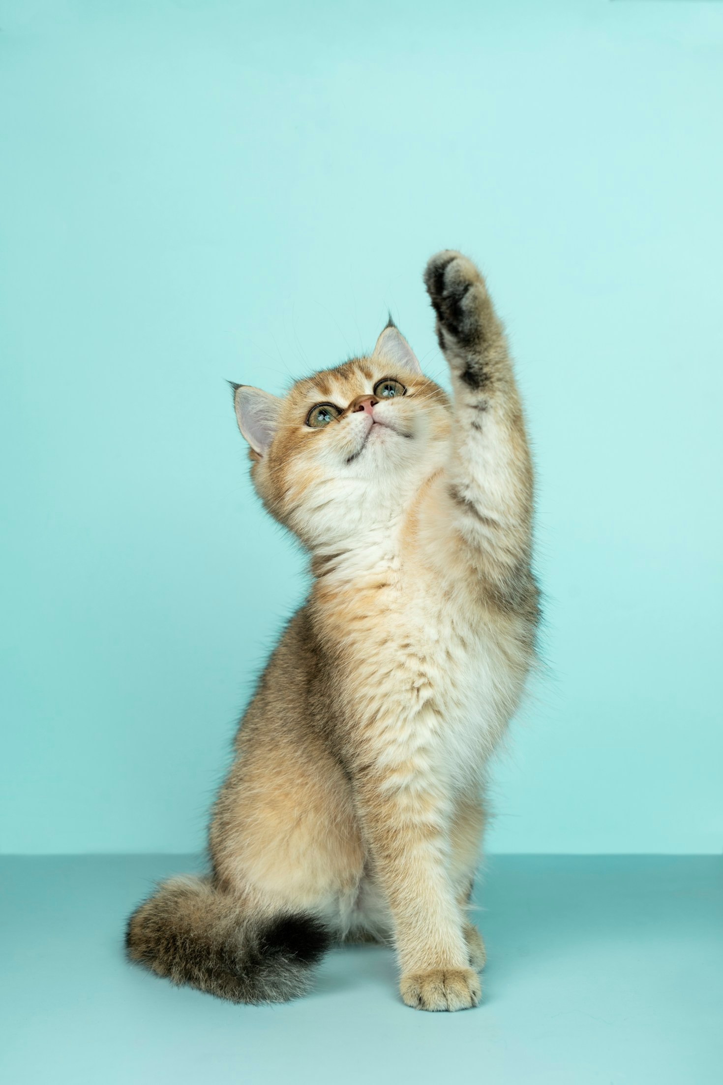 The Role of Innovation in Modern Pet Care