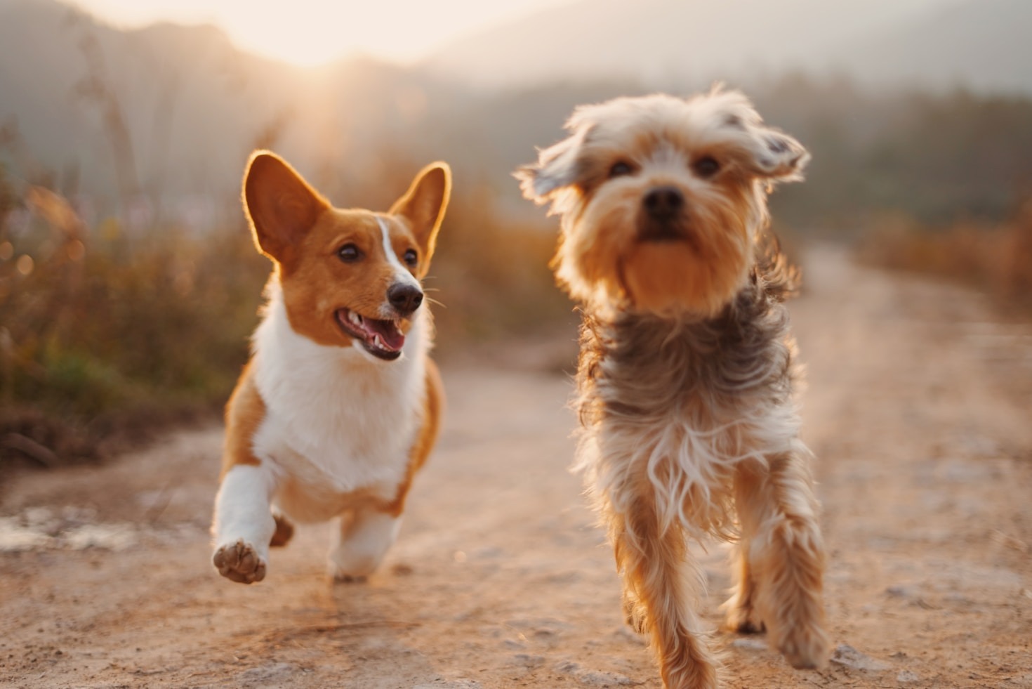 Advancing Veterinary Training and Knowledge Sharing