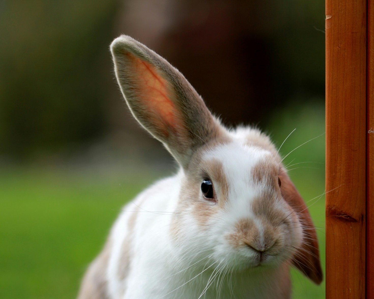 Insights into Effective Pet Care Branding and Marketing