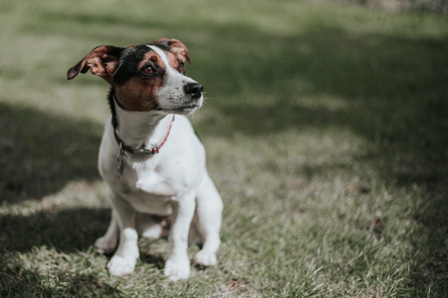 Streamlining Veterinary Administration with Nestia’s Support