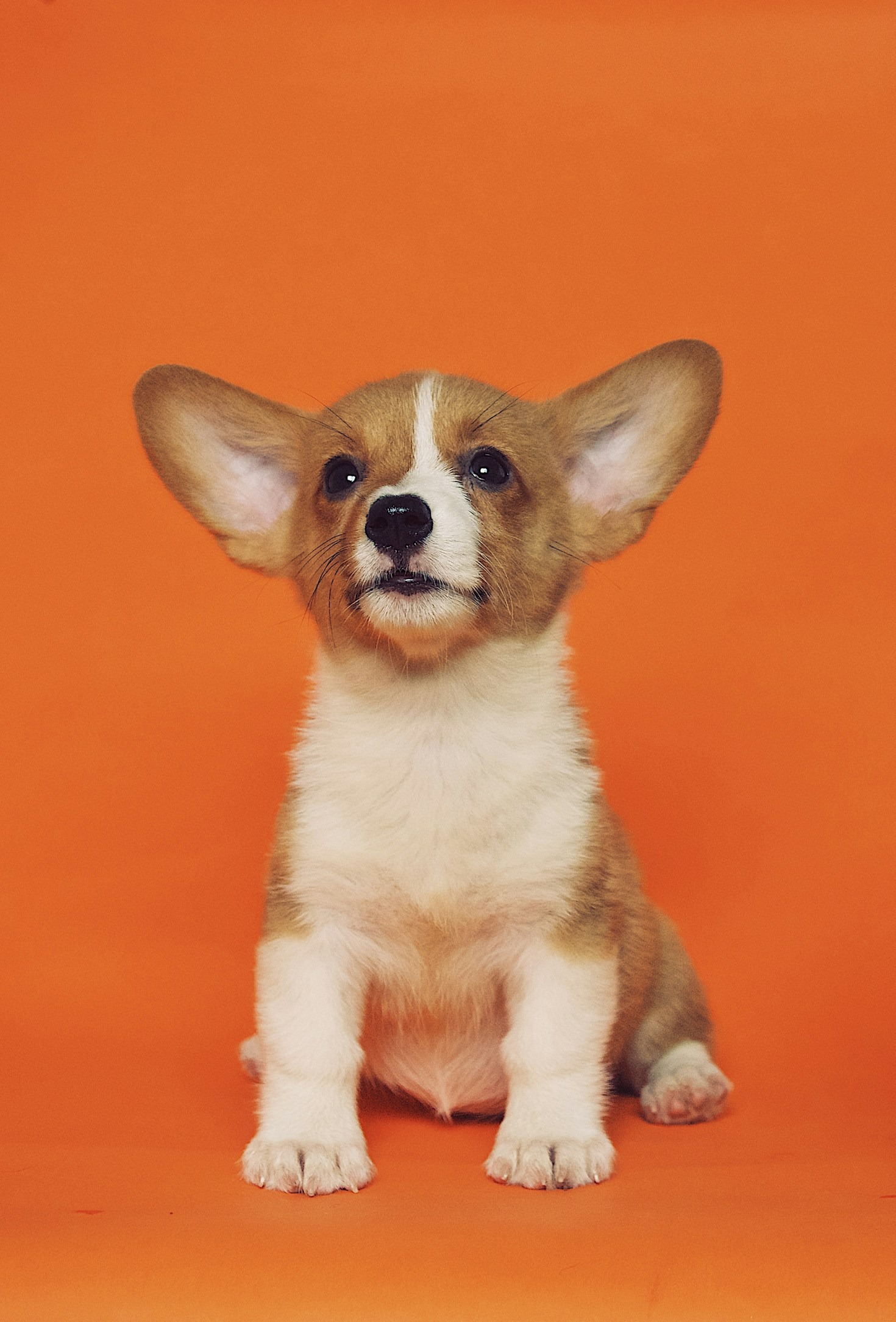 The Future of Veterinary Services in Japan